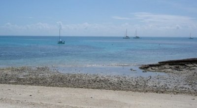 Lady Musgrave Island Dec 2009 058x3.jpg