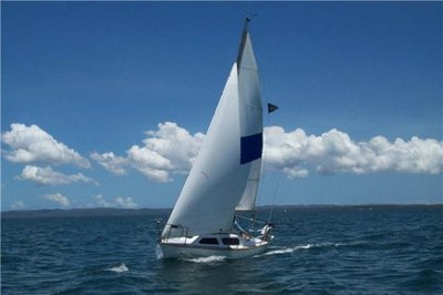 Palamida on Moreton Bay