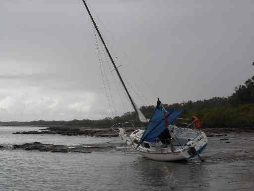 Palamida drying out